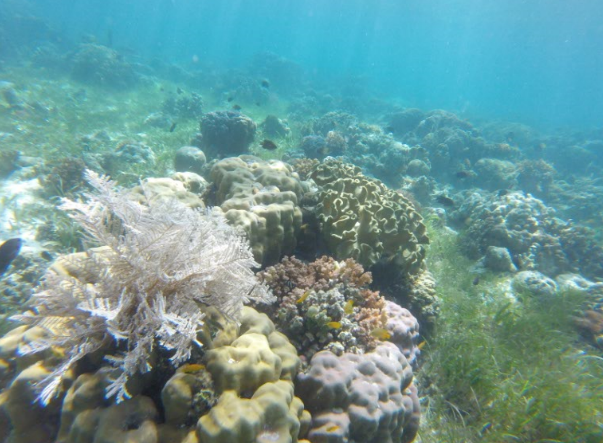 セブ島生きたサンゴ